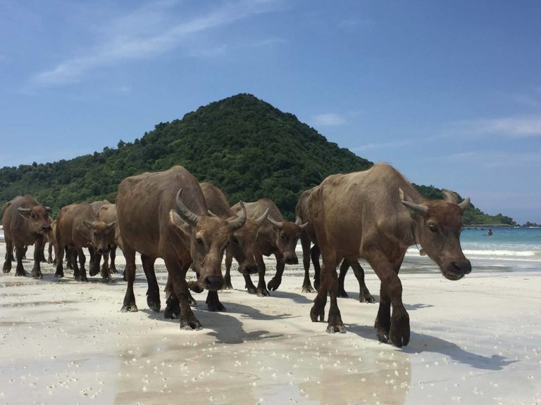 Water buffalo walking over the Beach selong belanak in Lombok